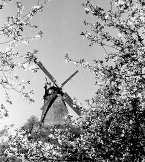 Kirschblüte 1947 - eines der schönsten alten Bilder.